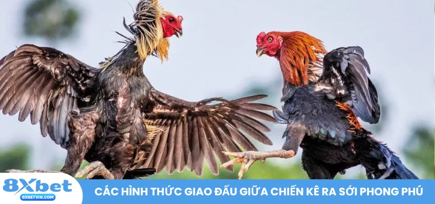 Các hình thức giao đấu giữa chiến kê ra sới phong phú