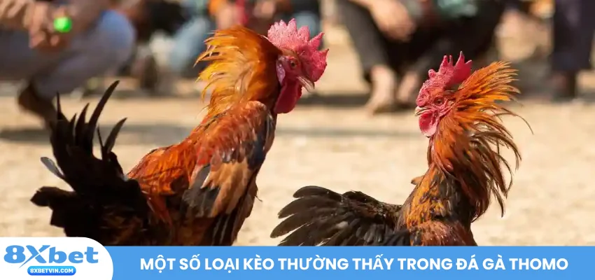 Một số loại kèo thường thấy trong đá gà Thomo